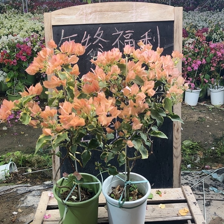 完全开放三角梅马斯