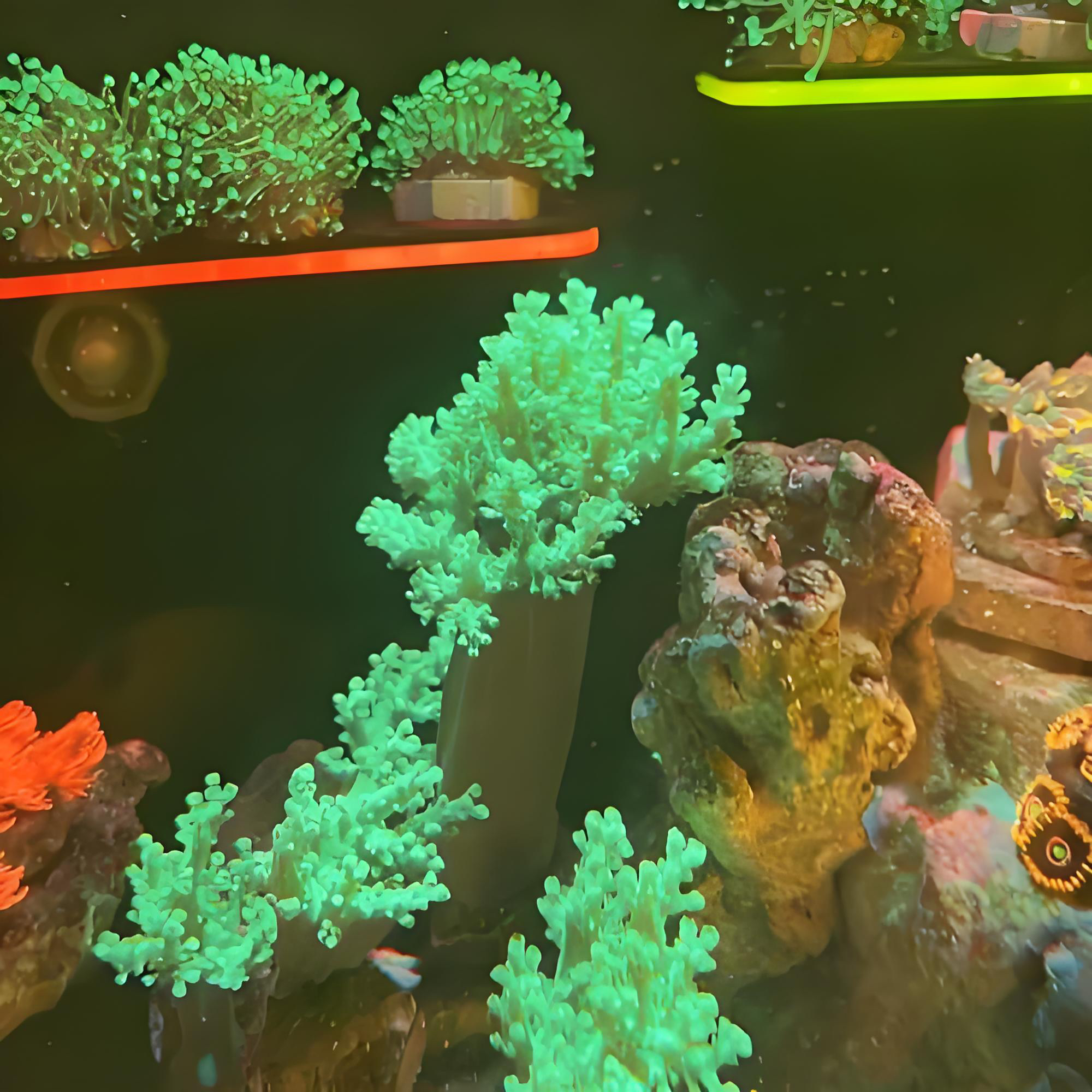 圣诞树珊瑚海水新手好养皮实顺丰发货