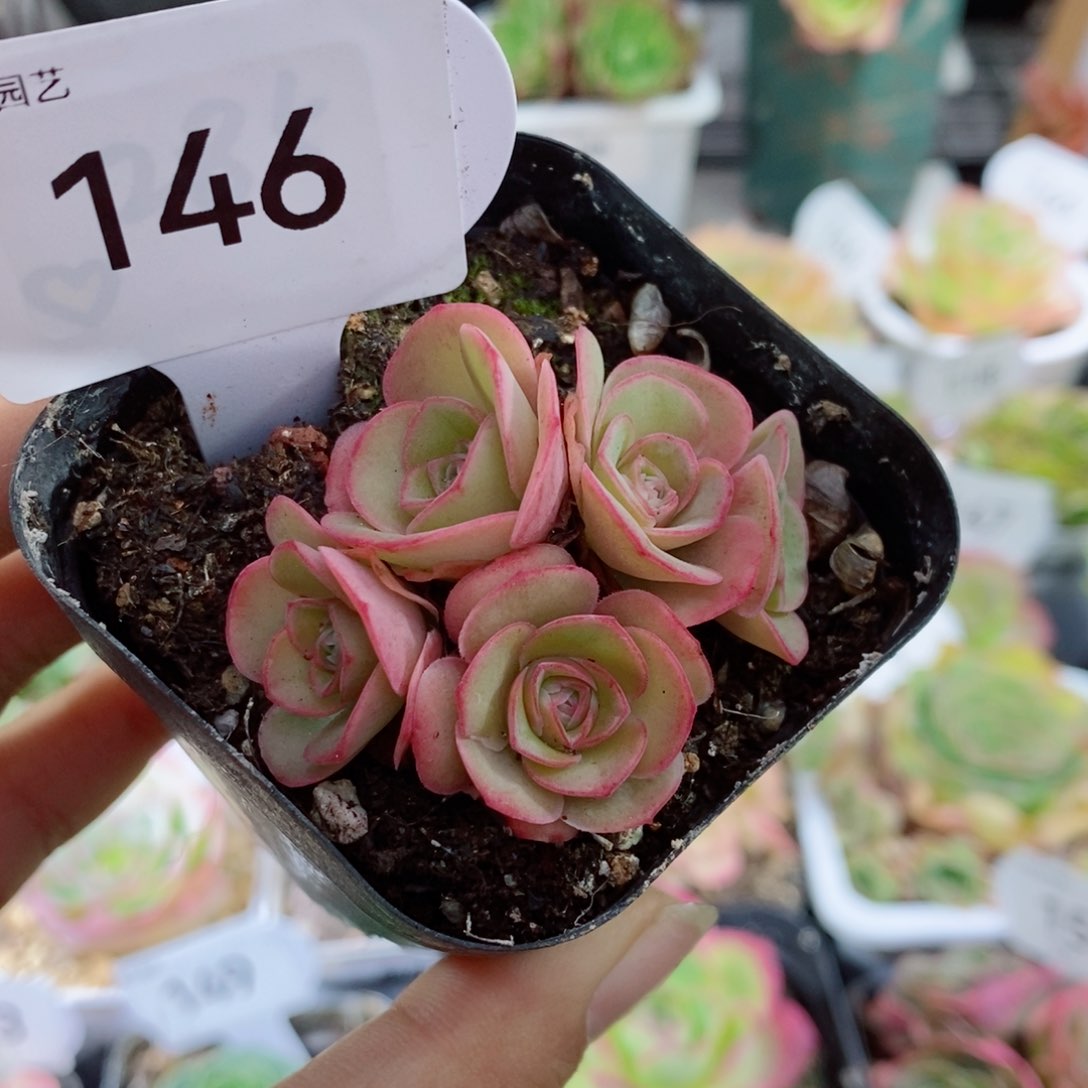 146璀璨（花团锦簇版）
