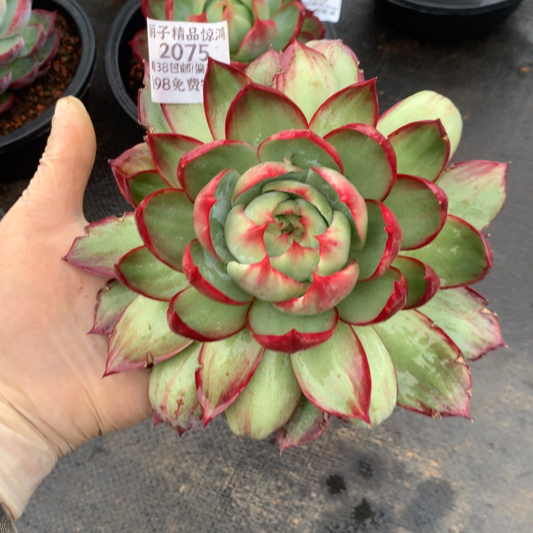 2075瑕疵惊鸿不售后。尺寸14。多肉植物