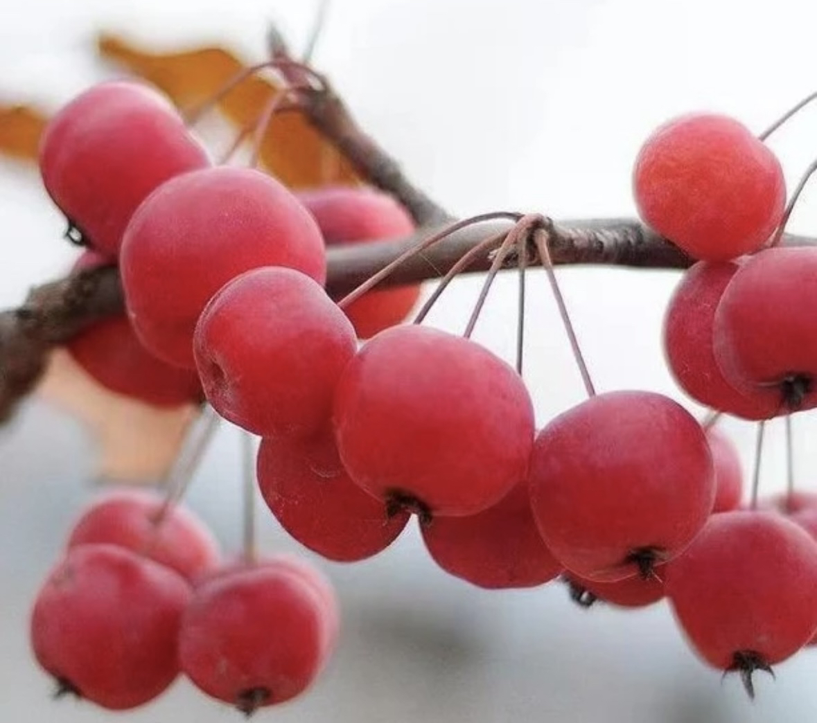 海棠盆栽  冬红果海棠  南北方可种植盆栽果树室内外皆适宜不带果