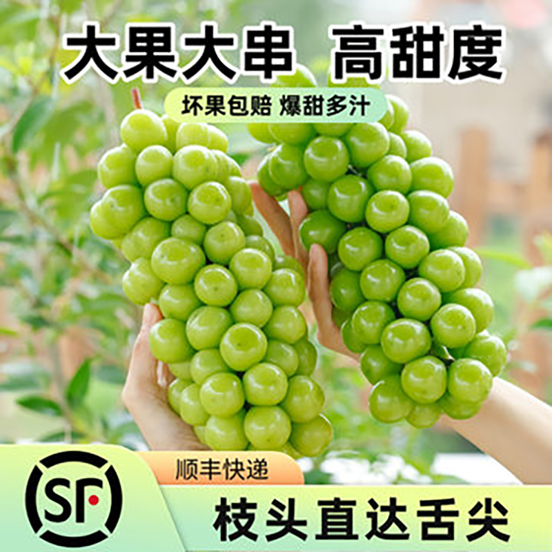 【顺丰发货】四川大凉山阳光玫瑰葡萄甜而不腻肉厚无籽晴王青提葡萄