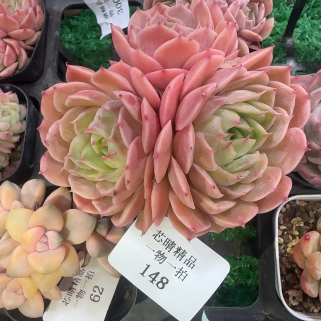 闪购精品多肉148号