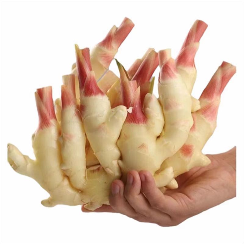 仔姜 精 （嫩姜）约150g