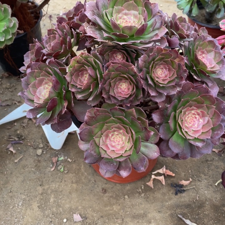 165万法师多肉断枝不售后