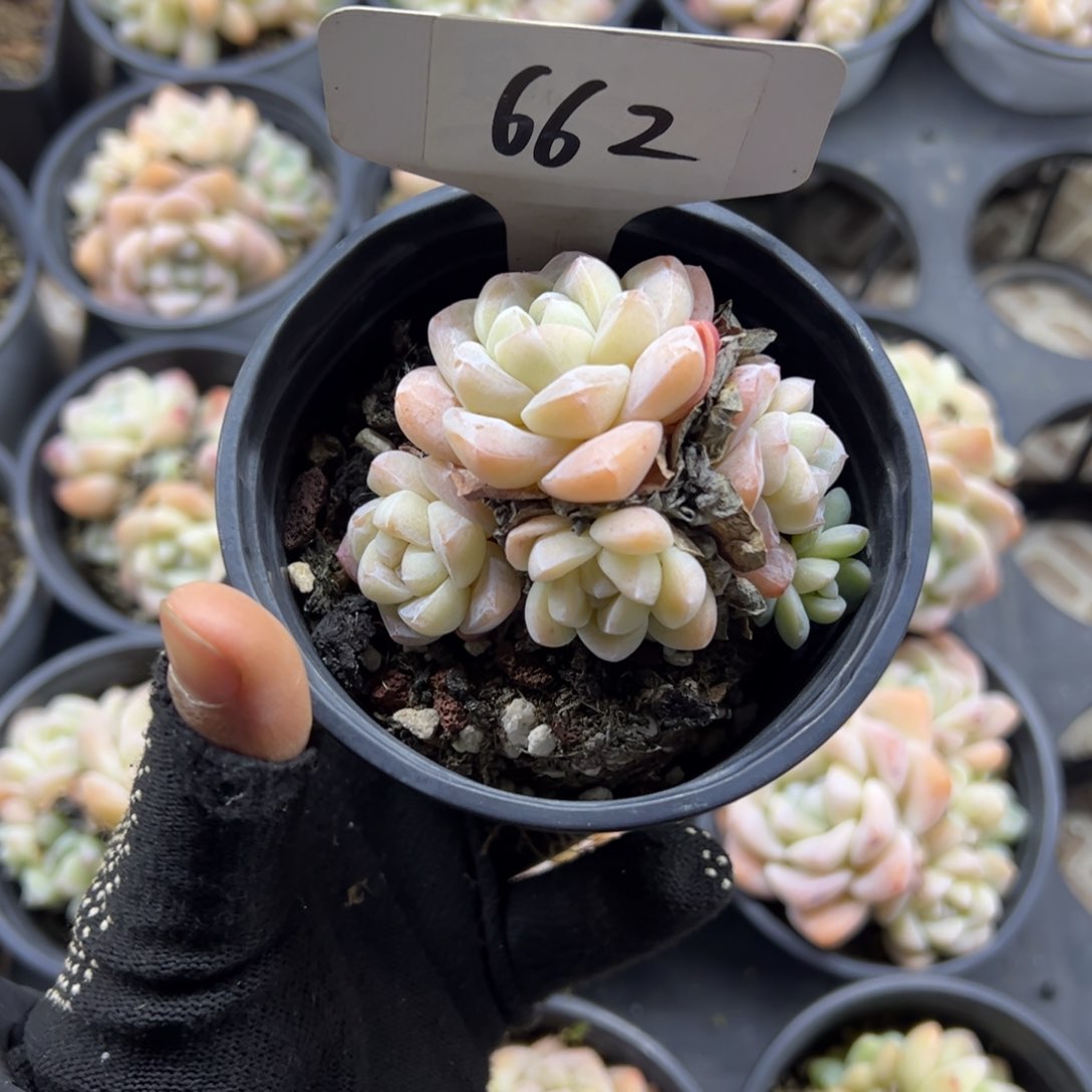 红陶碳*怪662号多肉植物