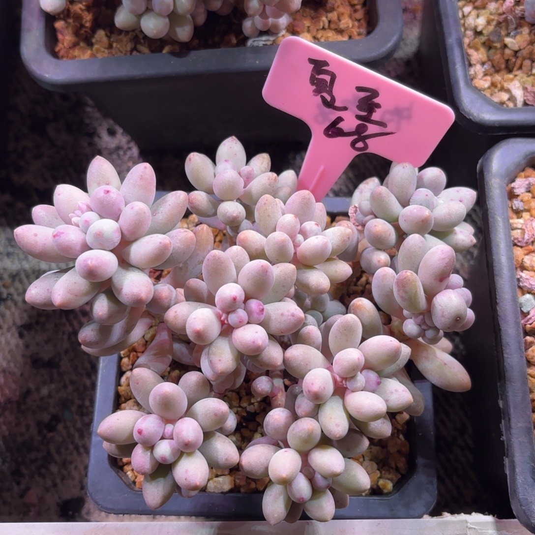 无花朵11111111111点1