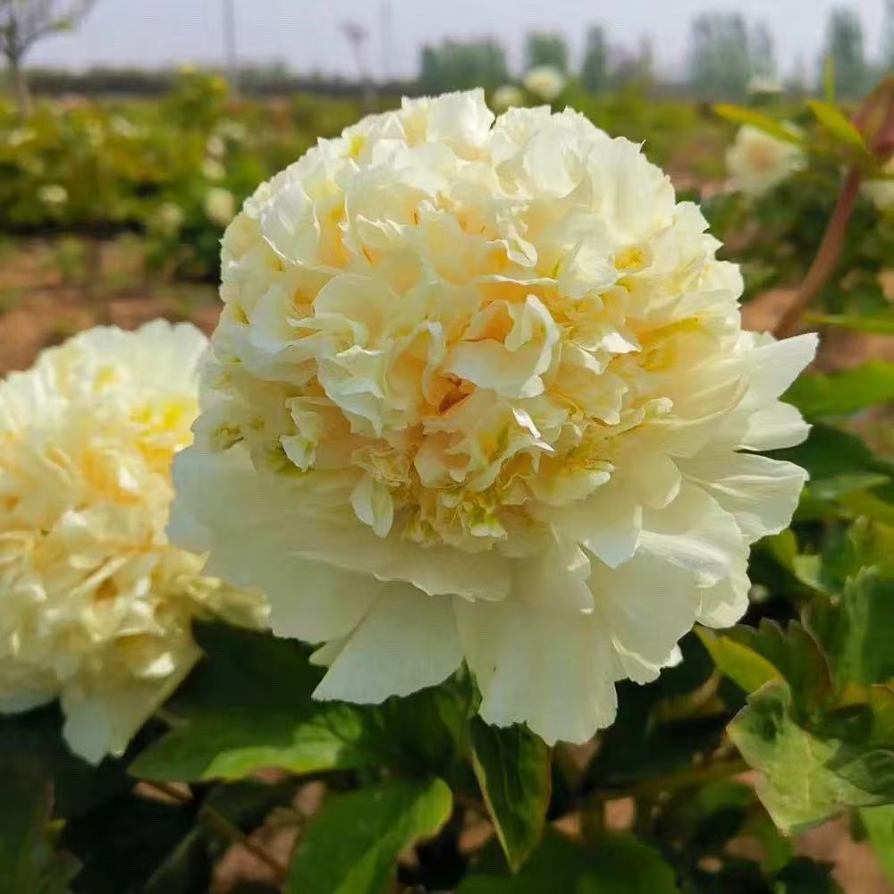 【姚黄】重瓣精品牡丹苗菏泽种植基地现挖现发 