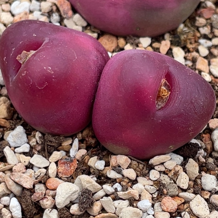 超毛双头母本4.2公分