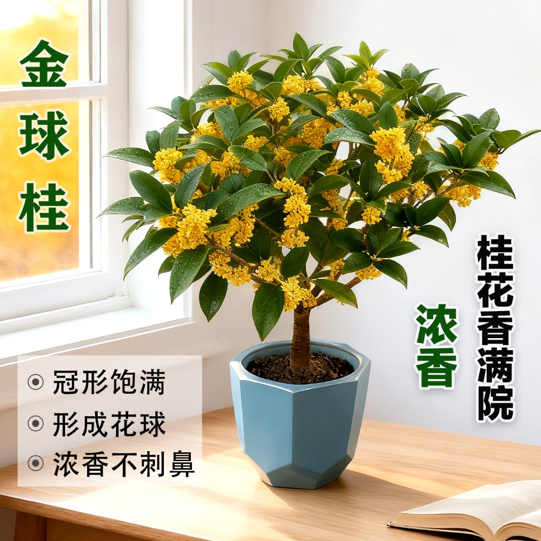 金球桂黄金桂盆栽原生土培水培矮株老桩桌面阳台盆景浓香型