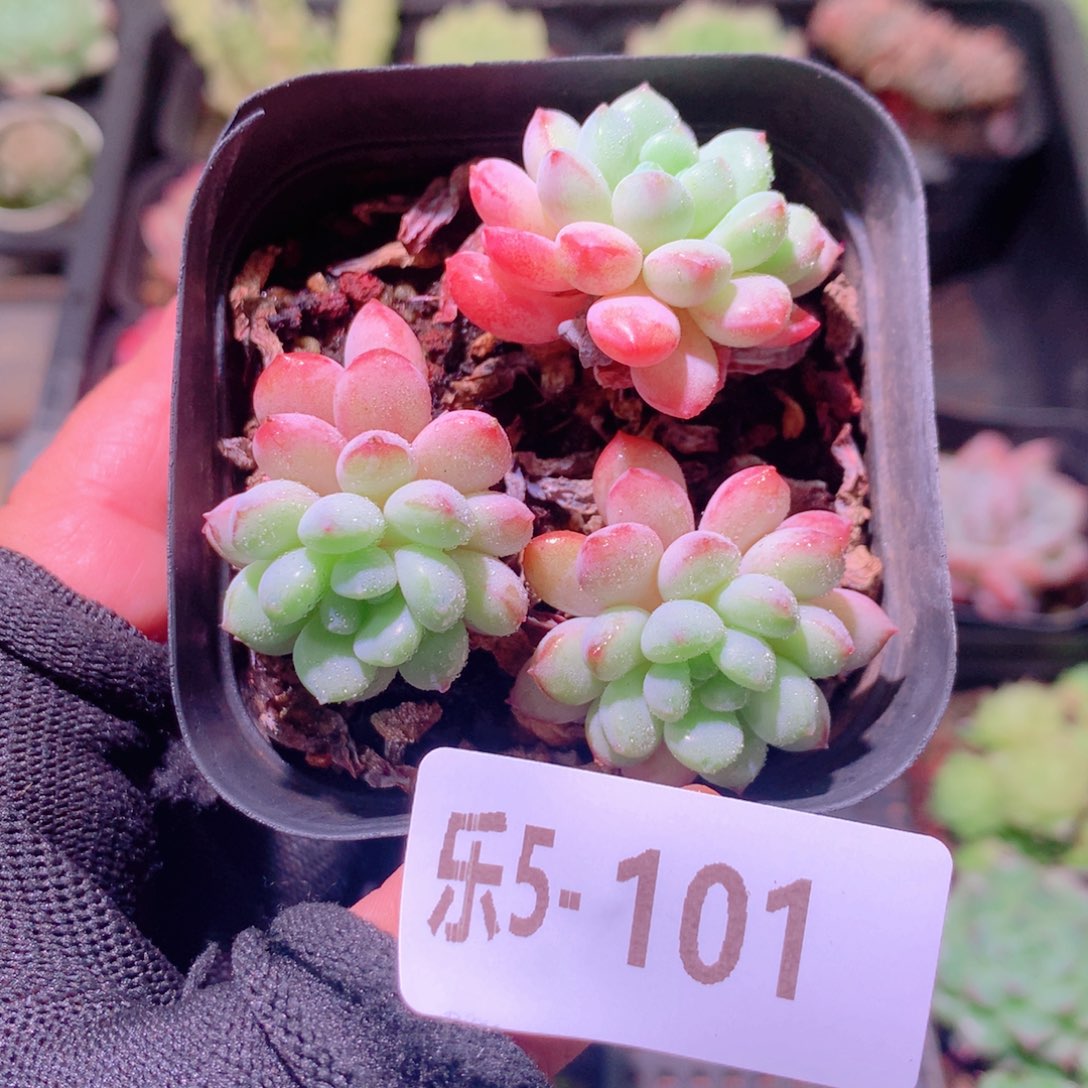 乐然 5-101 珍珠豆 