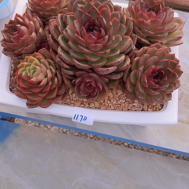 1170水晶杂交多肉植物带盆