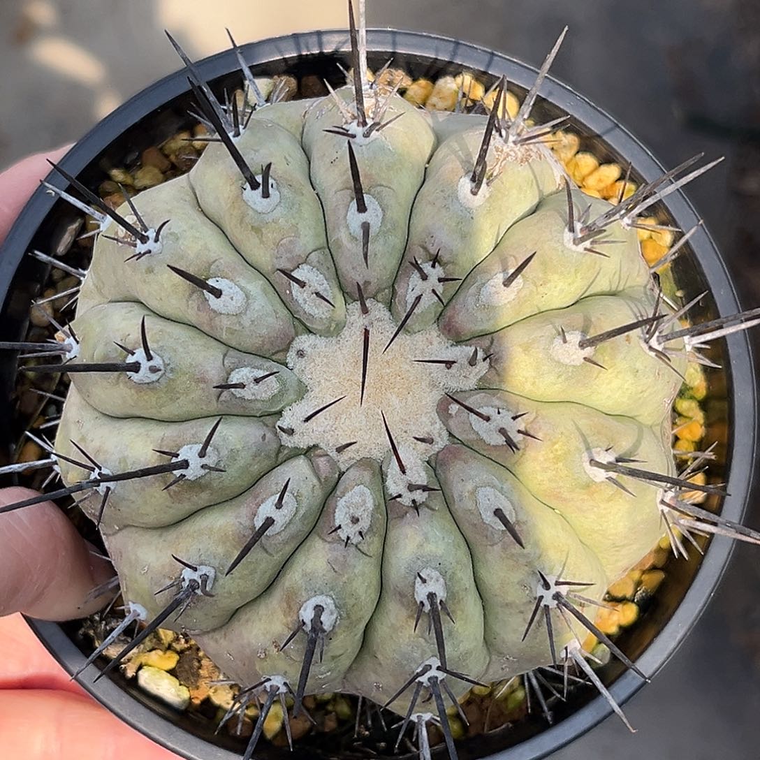 黑王丸，自根有根，尺寸9.5公分