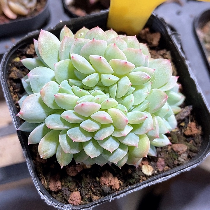 多肉植物冰魄缀化1102