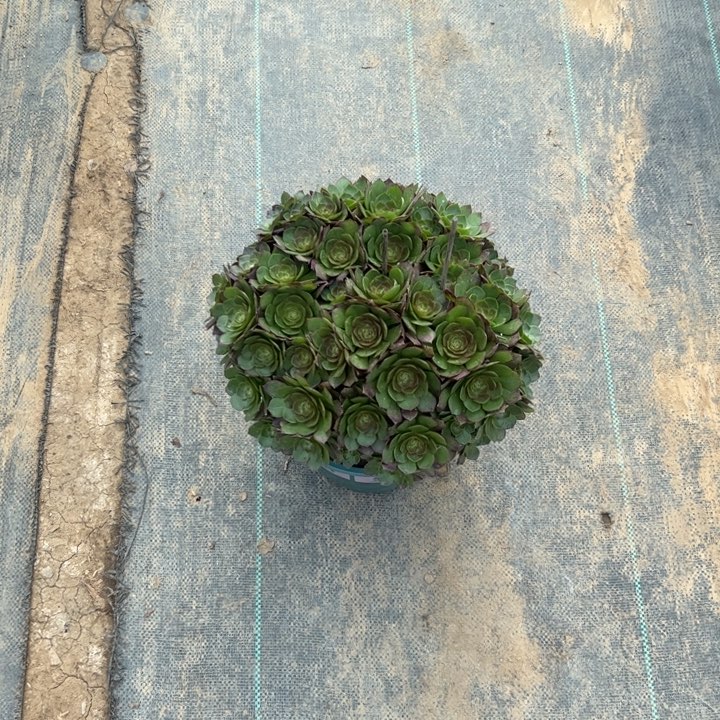 17万圣节多肉多肉多肉