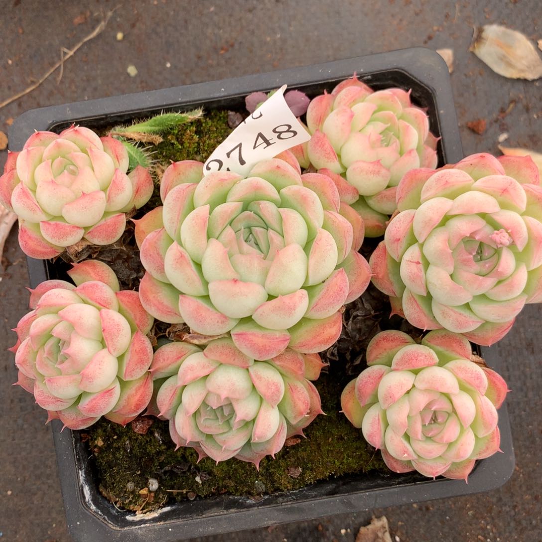 2748不包整散掉头不售后