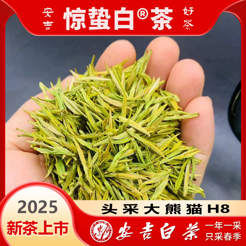 【2025新茶】H8小熊猫奶香白茶口感鲜爽安吉原产地茶叶送礼团购