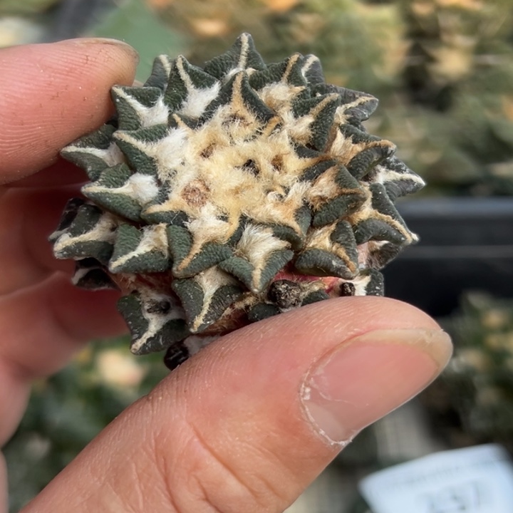 242无根无根 三月中旬上盆