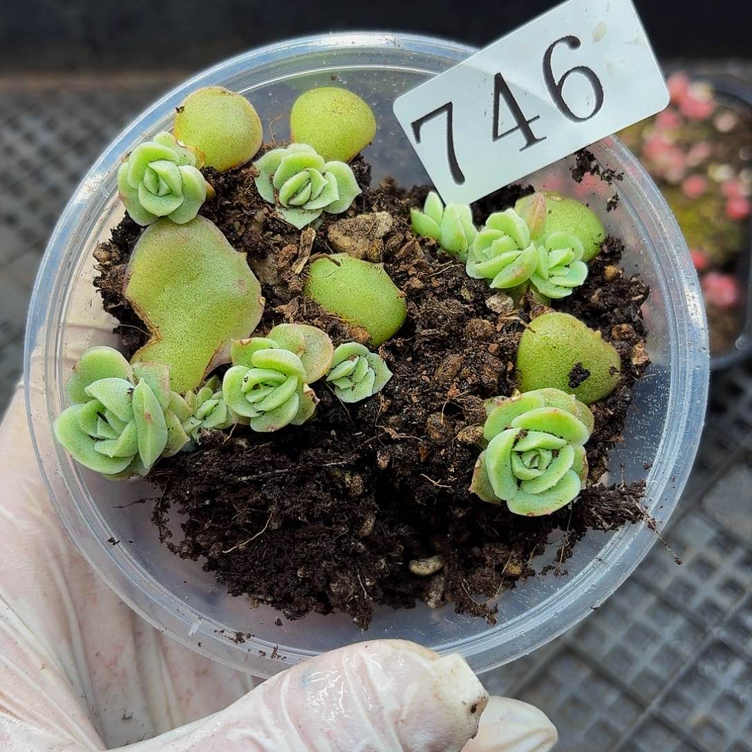 多肉植物多肉植物746