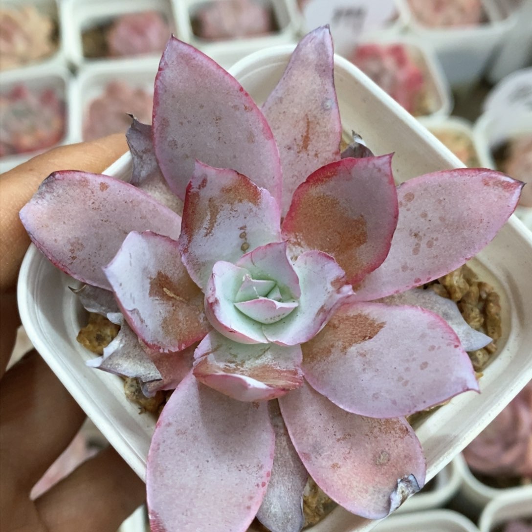 多肉植物一物一拍371