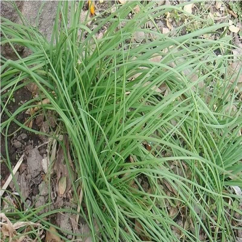 新鲜野葱  集市现收