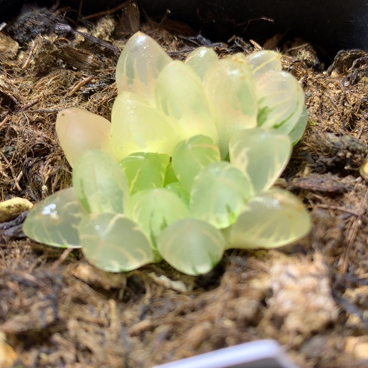 糊斑水晶灯玉露锦带盆土发货