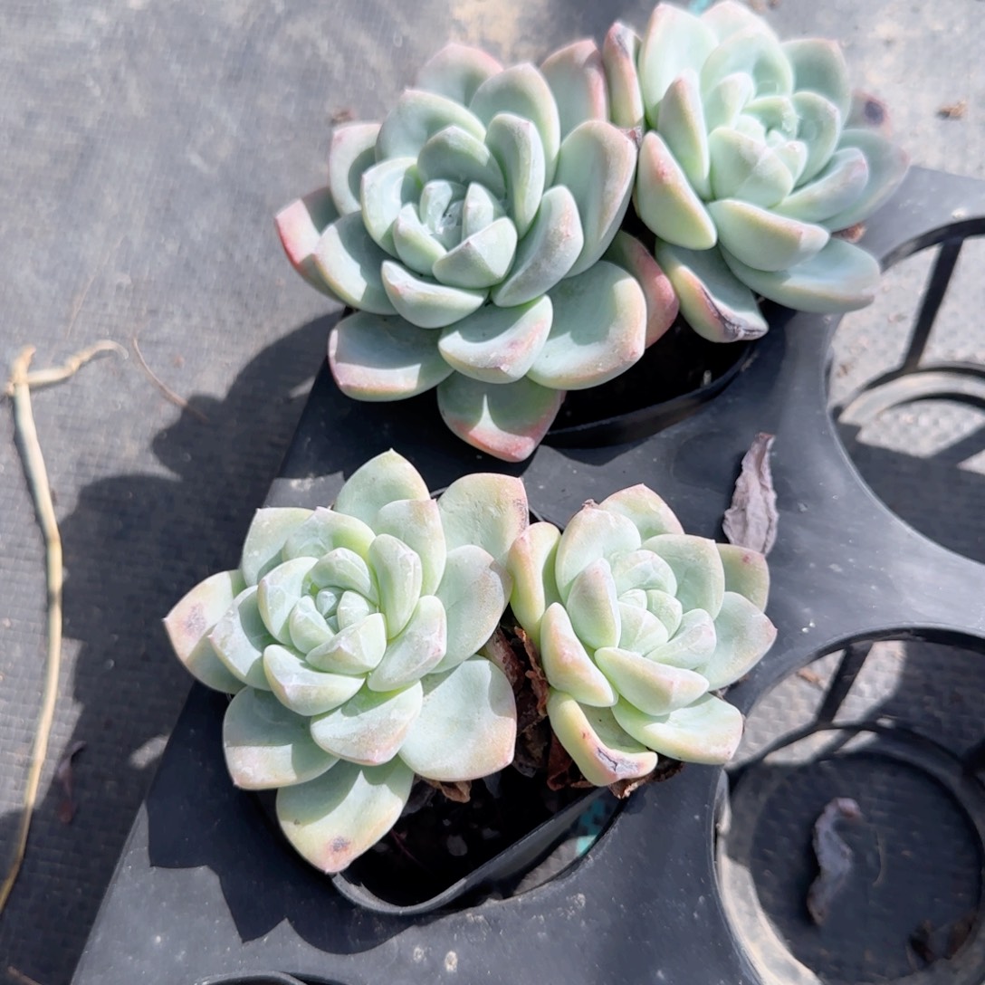 无花朵黑方冰玉双头