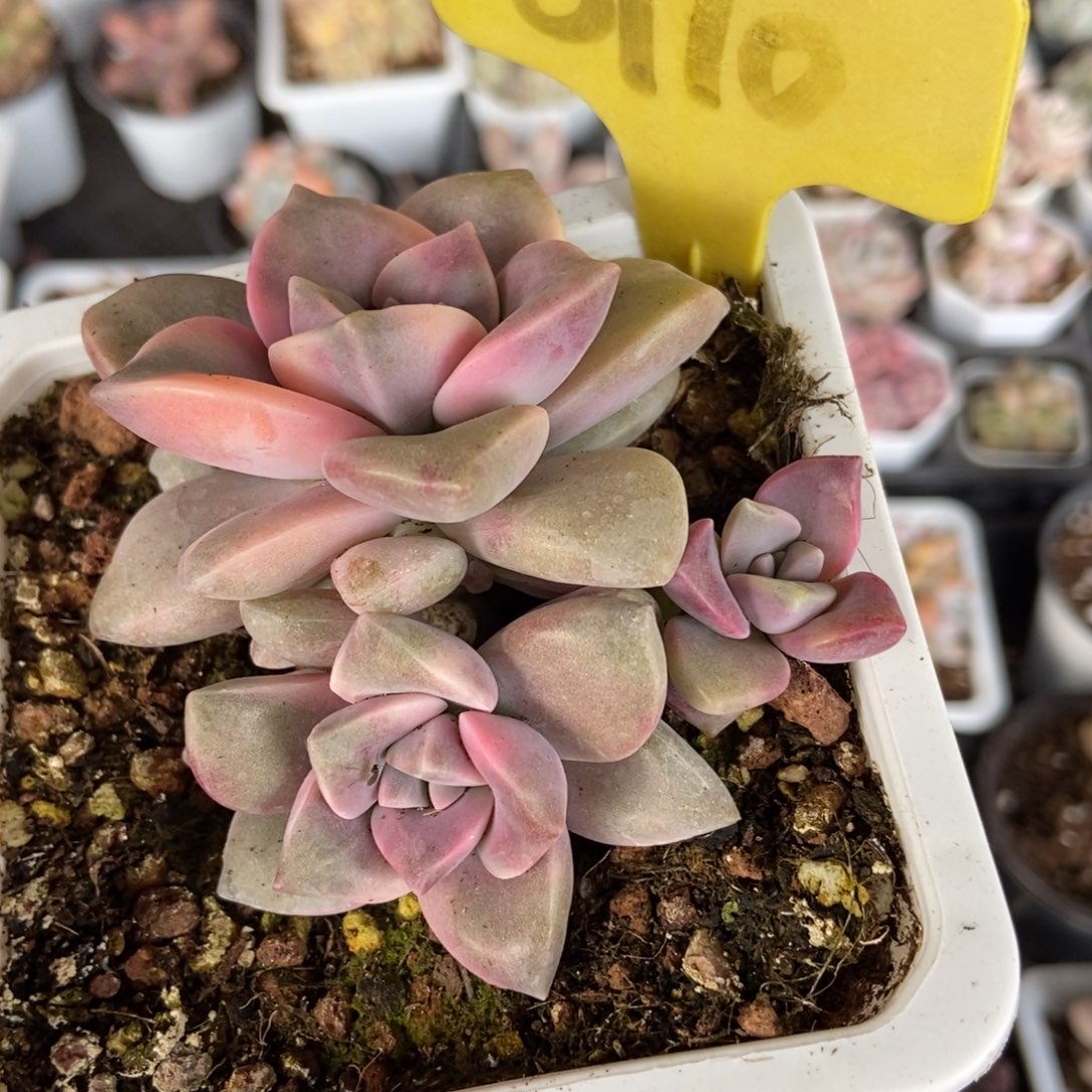 6110紫乐锦多肉植物