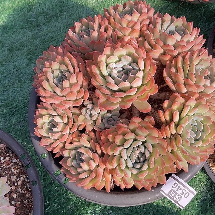 迈达斯国王0546多肉植物