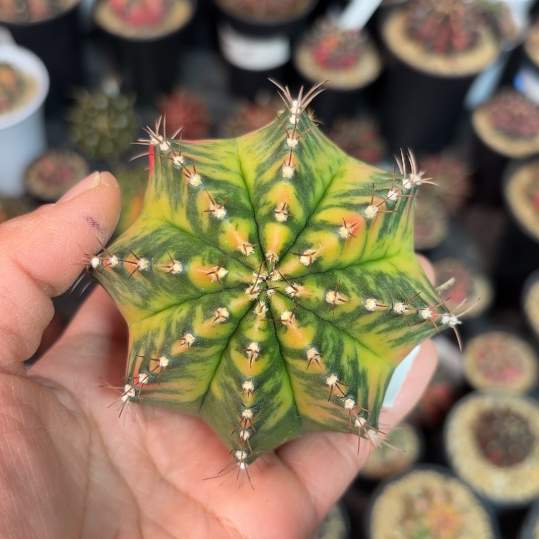 泰系实生米哈仙人球515