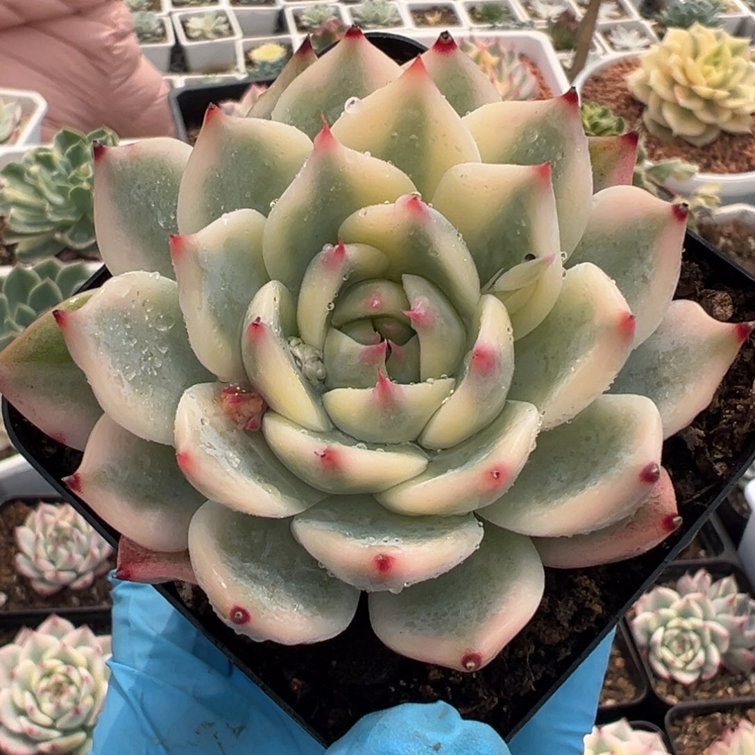 吉娃娃锦，覆轮锦