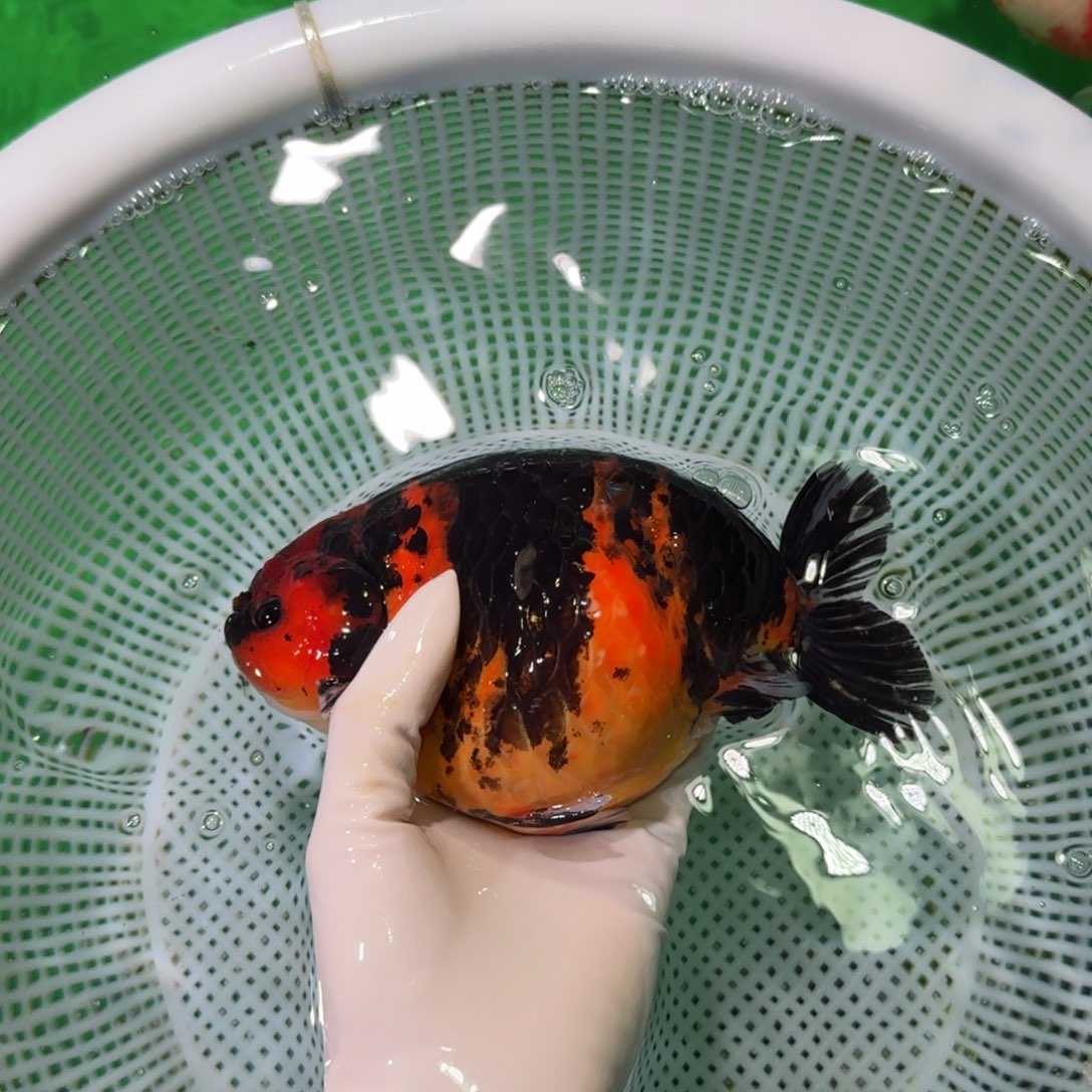 金鱼类不分公母18