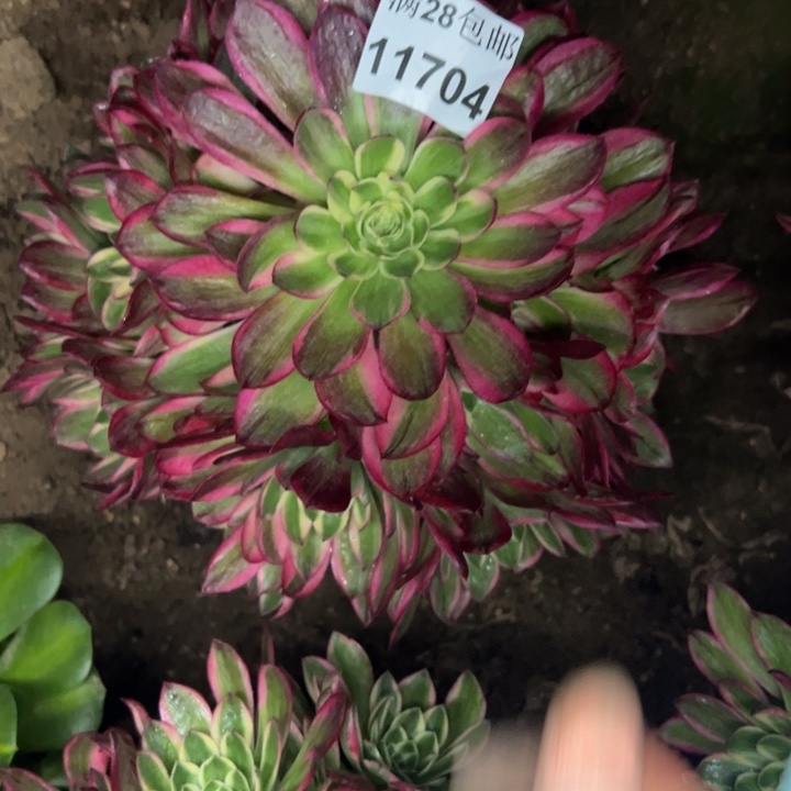 11705海王多肉植物
