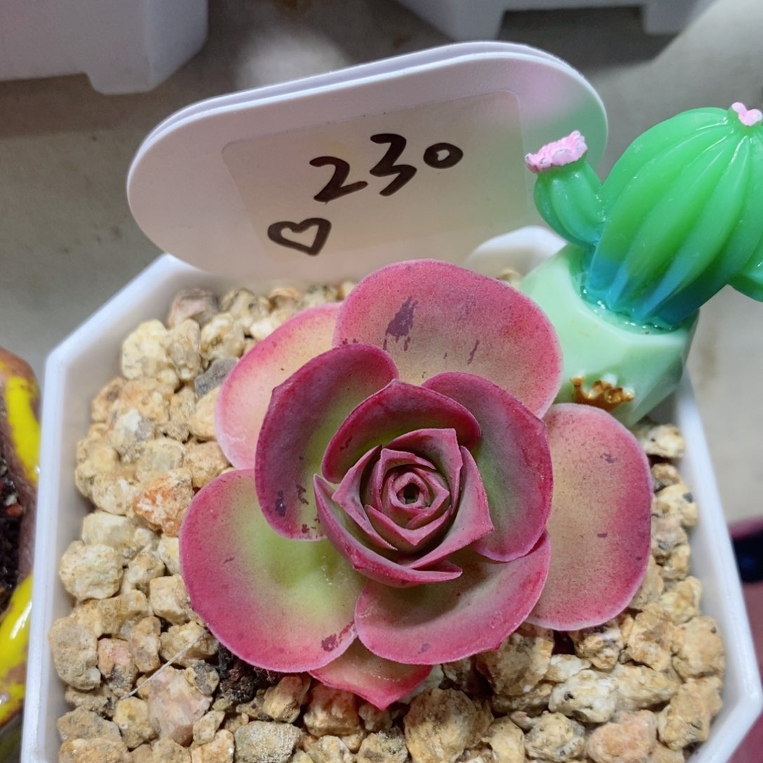 烟花。  个头小。  230。