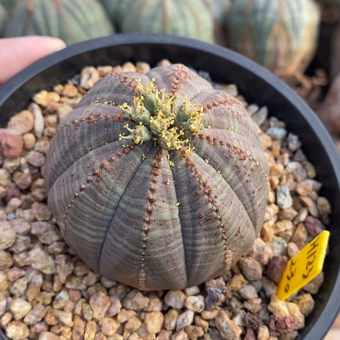 S***麻欧系实生布纹球多肉植物