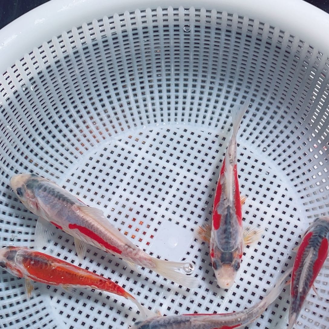 锦鲤锦鲤观赏鱼1111