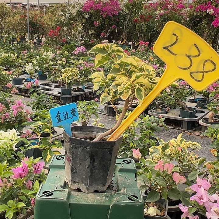 当前无花栽培后可以开花金边黄 大宝238