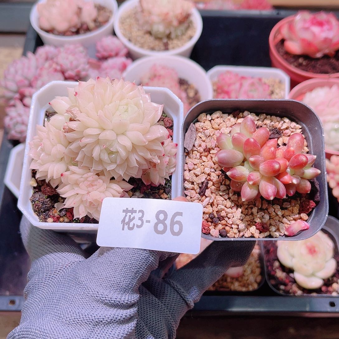 花03-86麦秆➕千代田之松缀