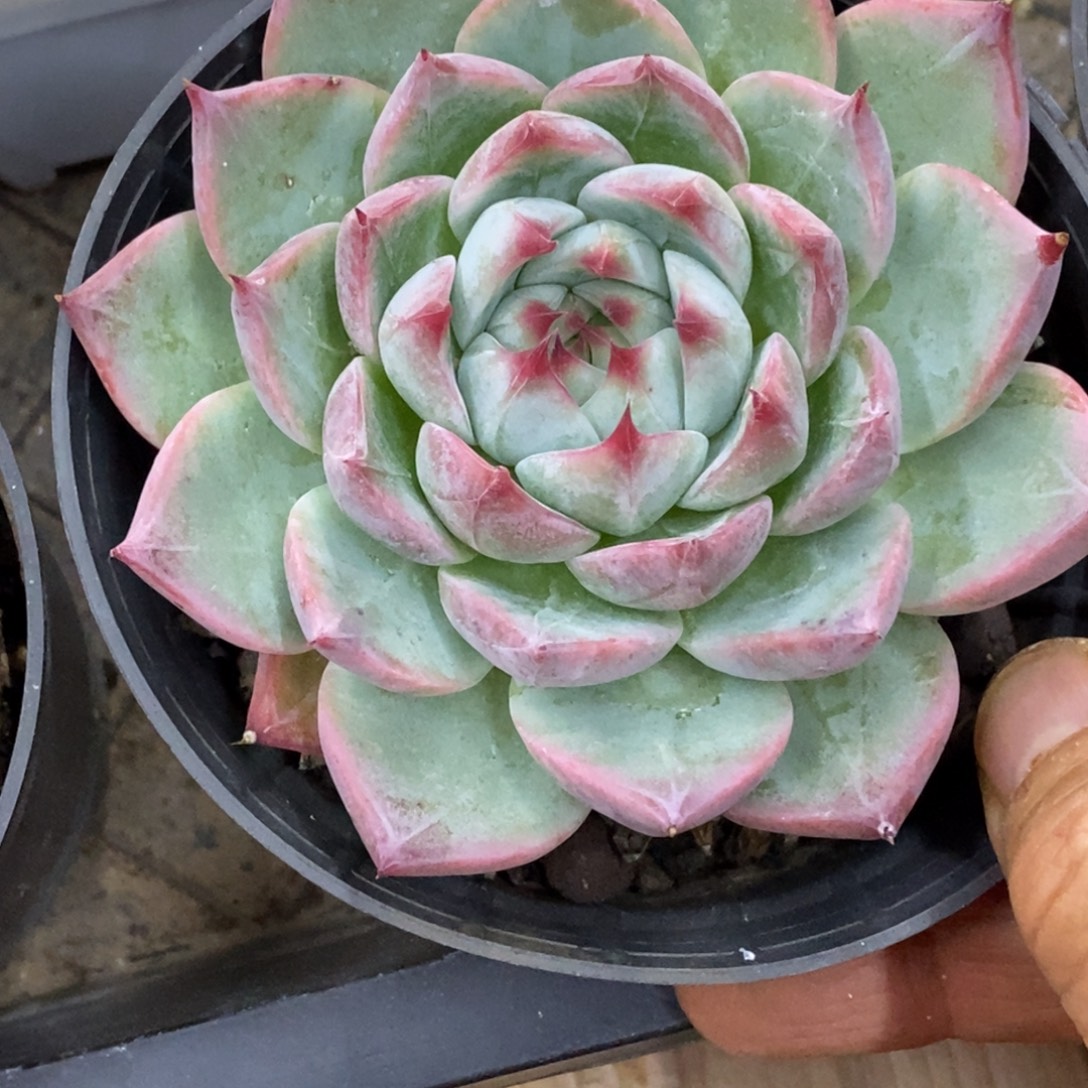 精品多肉一物一拍不包整373