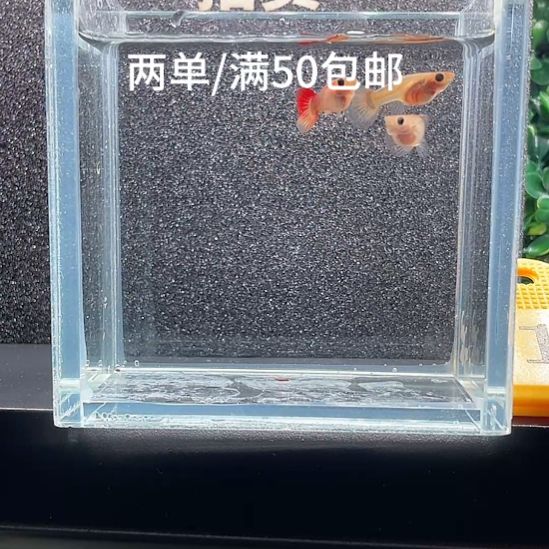 海水鱼1.落日玻璃猫3条