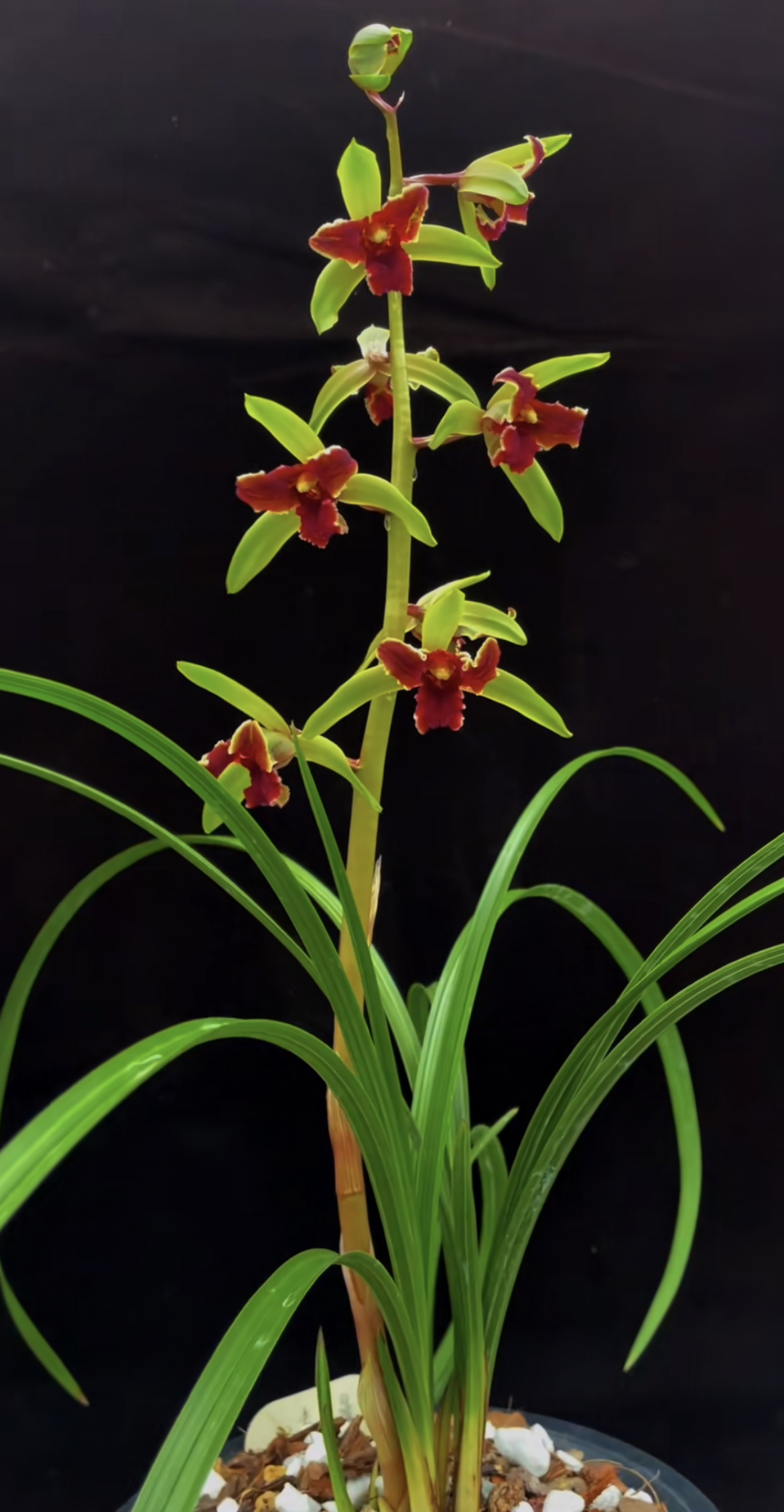 开花浓香 庭院 正品国兰 直播间一物一拍