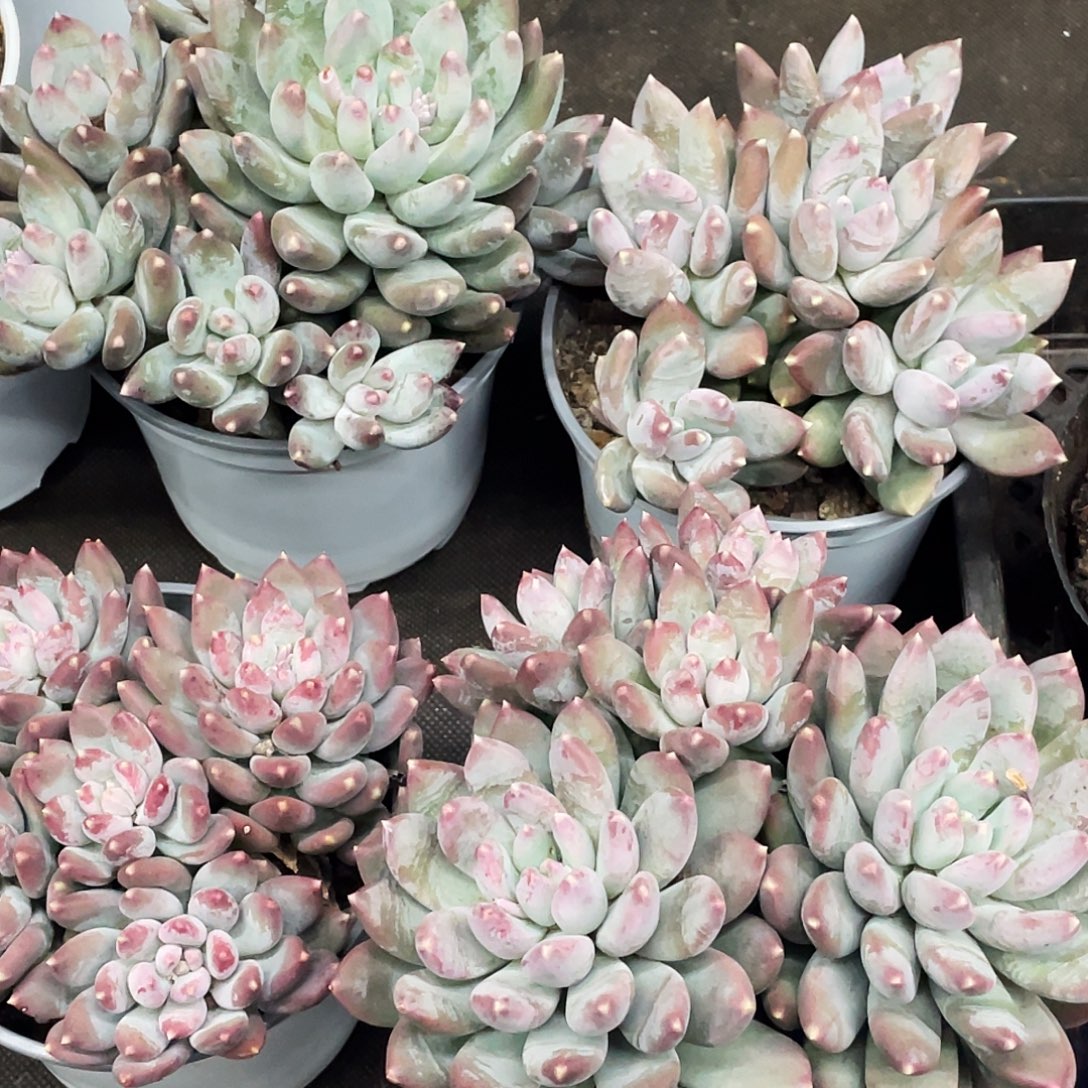 整桩无砍多头星月菩提一颗