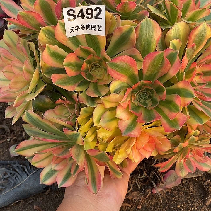 多肉植物红袖492多肉