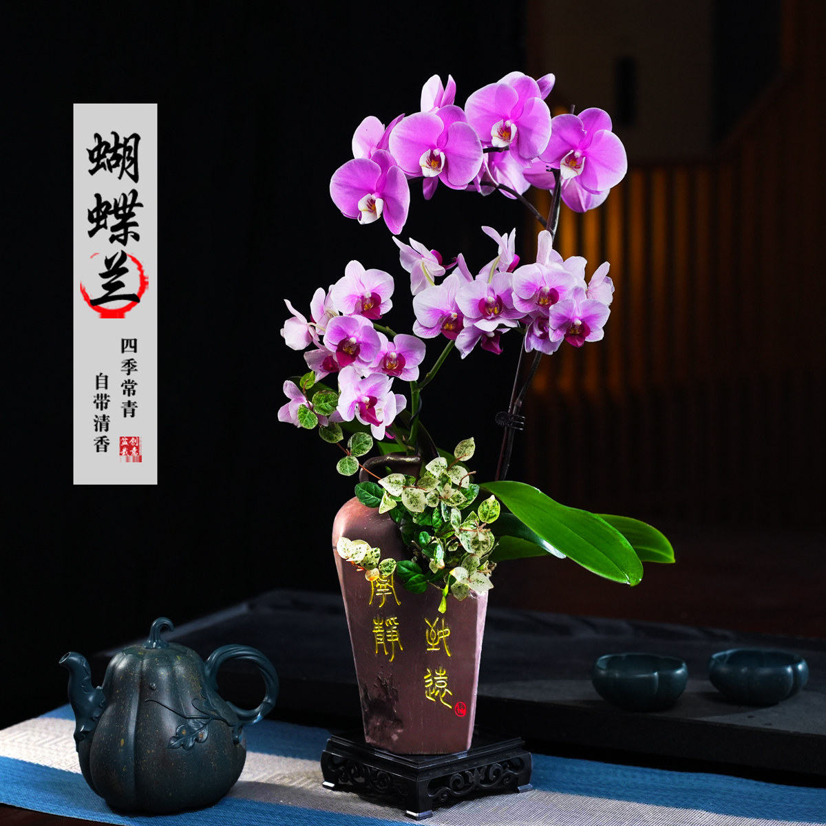 冰冰宝贝蝴蝶兰花卉室内客厅茶几办公桌净化空气四季常青绿植盆景