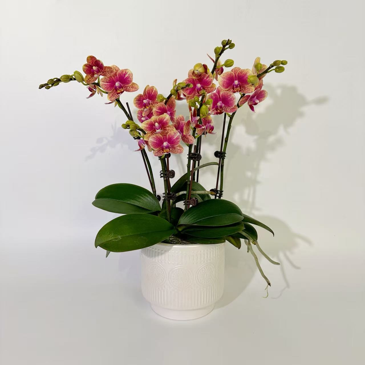 【聚宝盆】蝴蝶兰花卉绿植年宵花乔迁送礼佳品