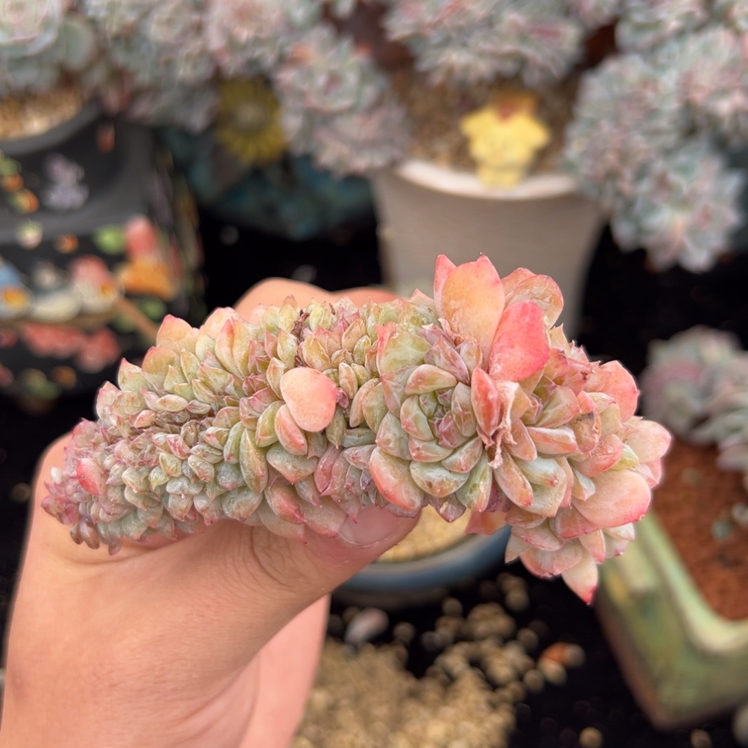 块***肉新年快乐天天开心