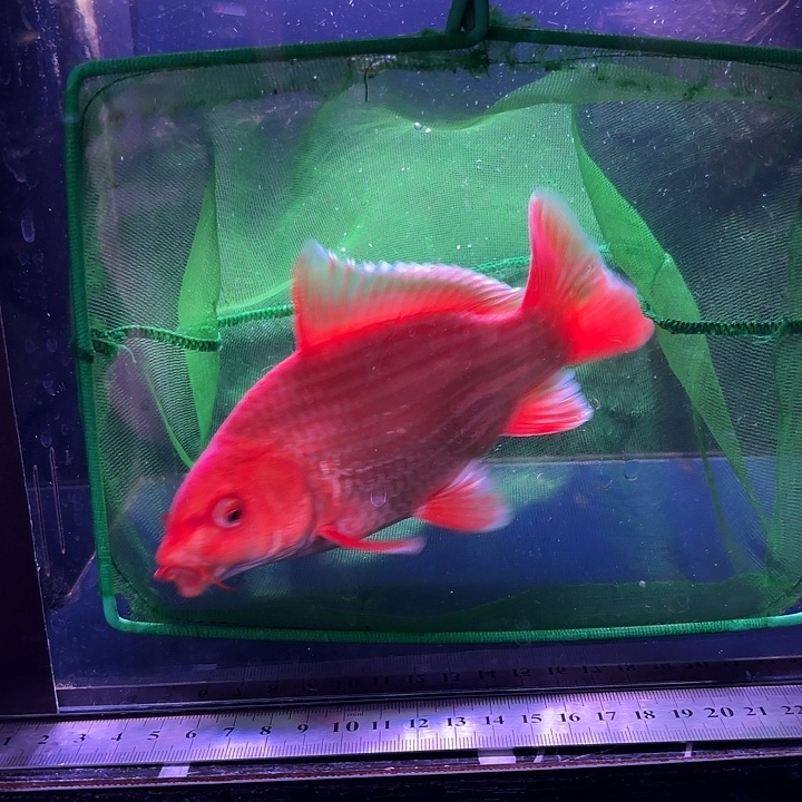 蝴蝶鲤鱼12号蝴蝶鲤 普短