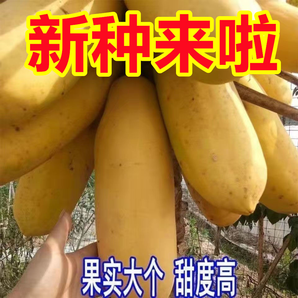 新品种夏威夷黄金奶油木瓜苗矮化木瓜苗带土带叶基地直发