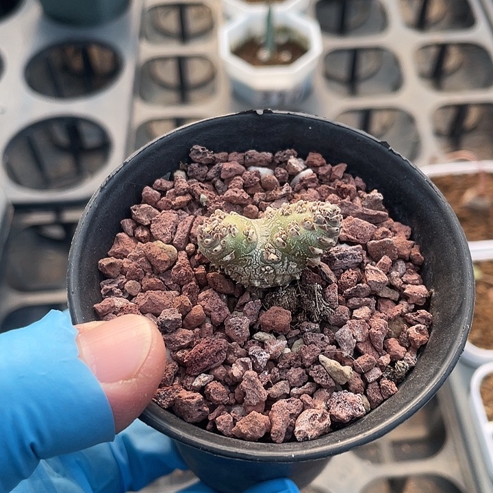 695白皮月界块根，