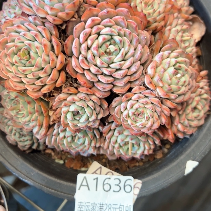 幸运的是我的朋友们